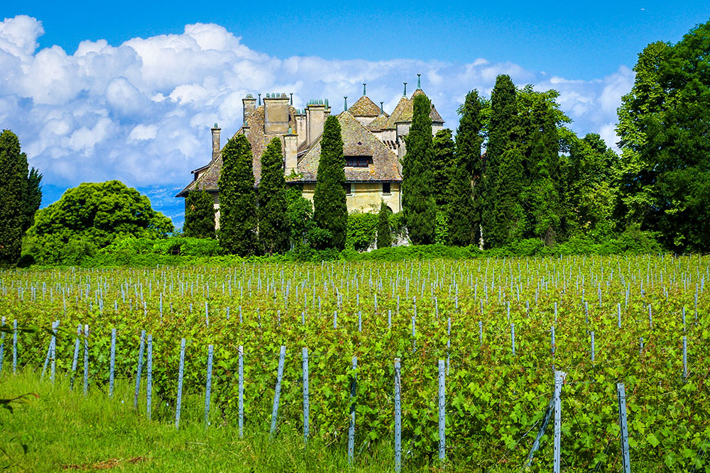 Ripaille 05 copyright French Moments Le vignoble de Ripaille © French Moments