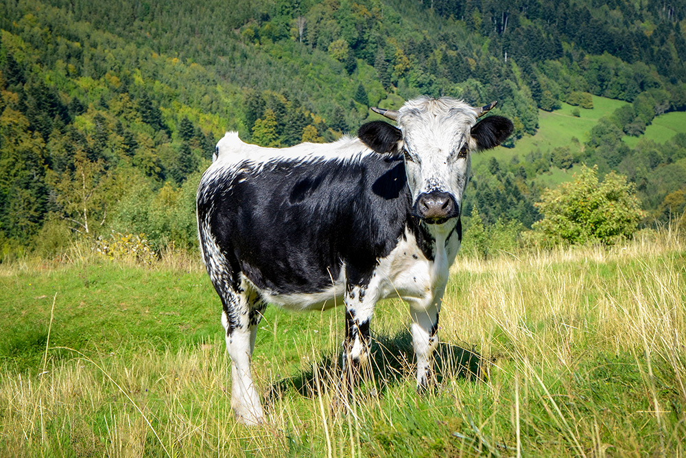 Vosgienne Cow 01 copyright French Moments La vache vosgienne © French Moments