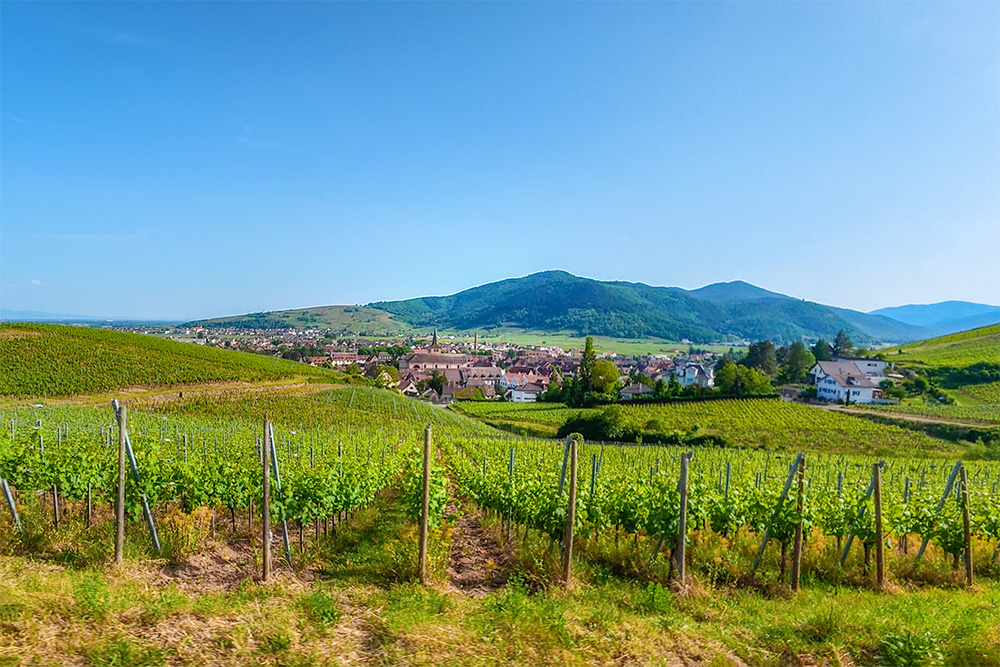 Brand Vineyard